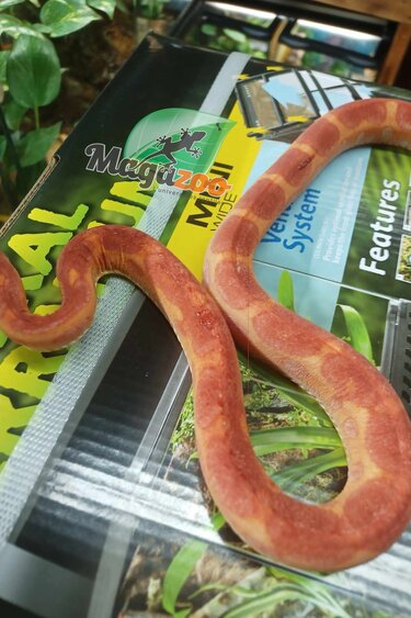 Magazoo Scaleless albino  male Corn snake