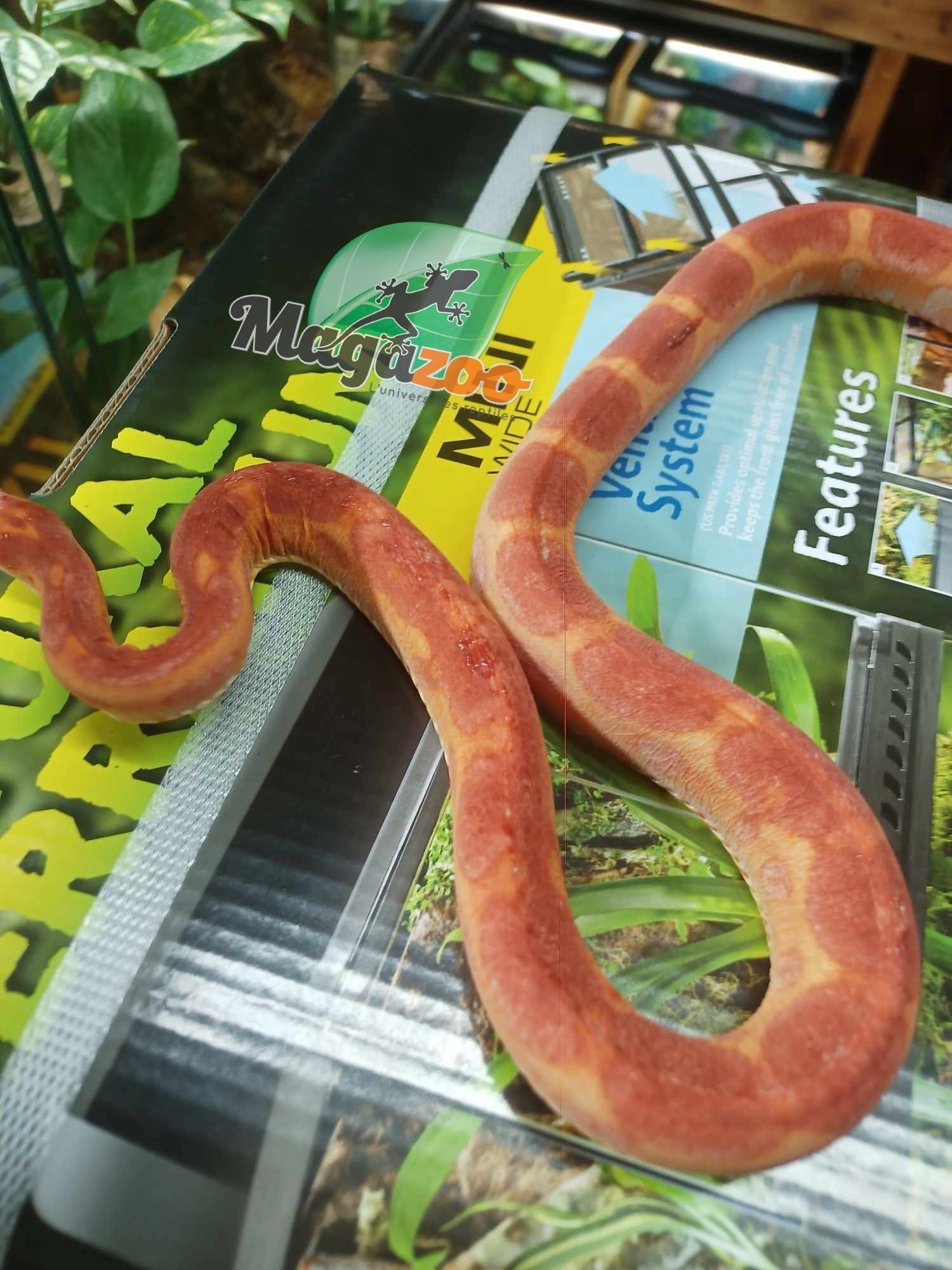 Magazoo Scaleless albino  male Corn snake