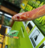 Magazoo Scaleless albino  male Corn snake