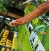 Magazoo Scaleless albino  male Corn snake