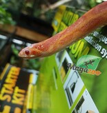 Magazoo Serpent des blés Scaleless albino  mâle