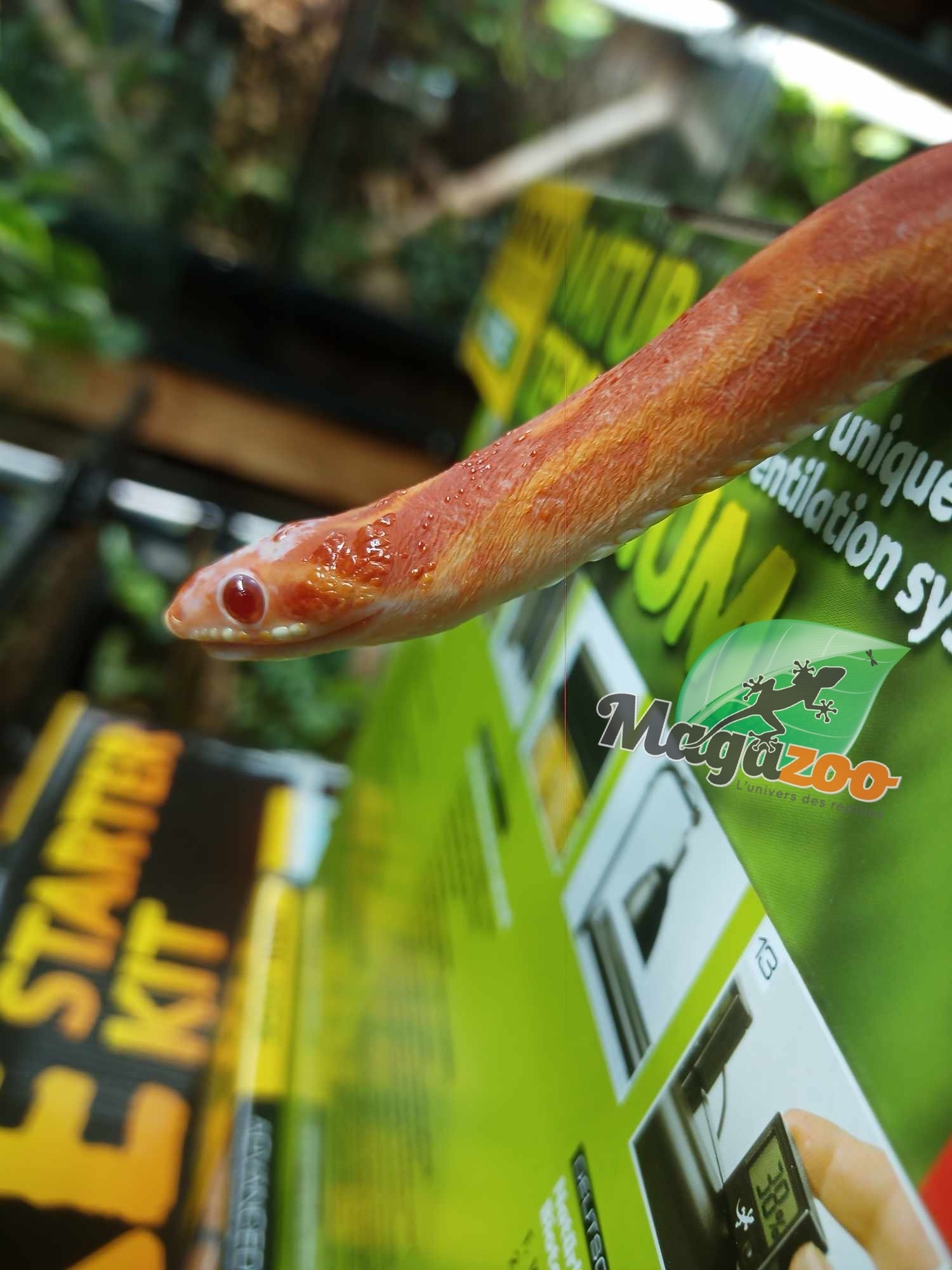 Magazoo Scaleless albino  male Corn snake