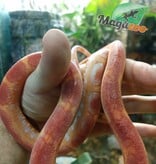 Magazoo Scaleless albino  male Corn snake