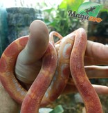 Magazoo Serpent des blés Scaleless albino  mâle