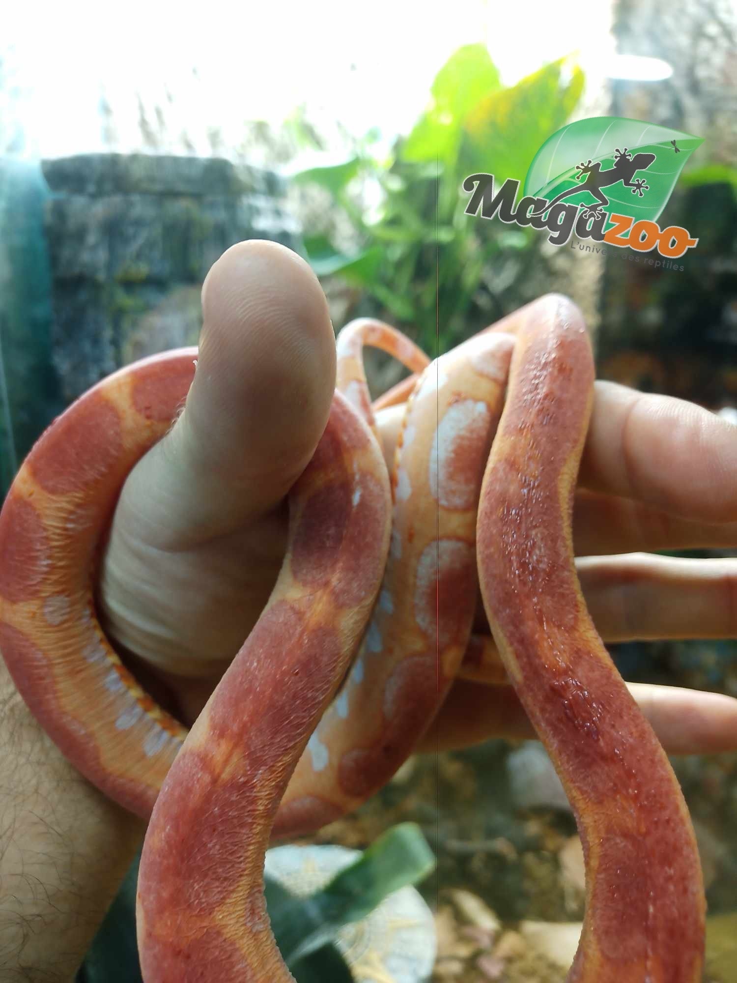 Magazoo Scaleless albino  male Corn snake