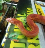 Magazoo Scaleless albino  male Corn snake