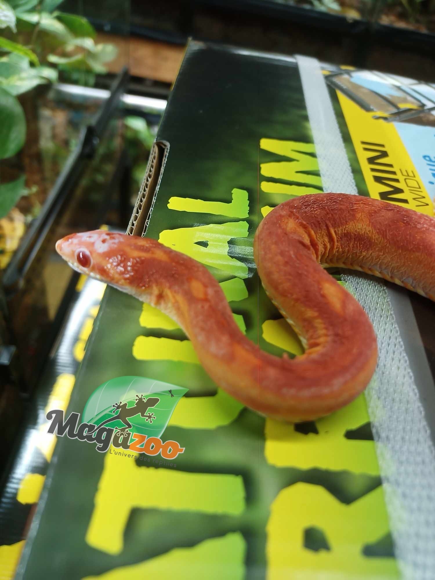 Magazoo Scaleless albino  male Corn snake