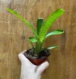 La Swamp Medium Bromelia Neoregelia Bromeliads sp. Plant