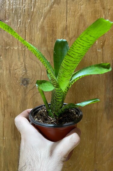 La Swamp Medium Bromelia Neoregelia Bromeliads sp. Plant