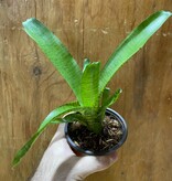 La Swamp Plante Bromelia Neoregelia Bromeliads sp. Grosse