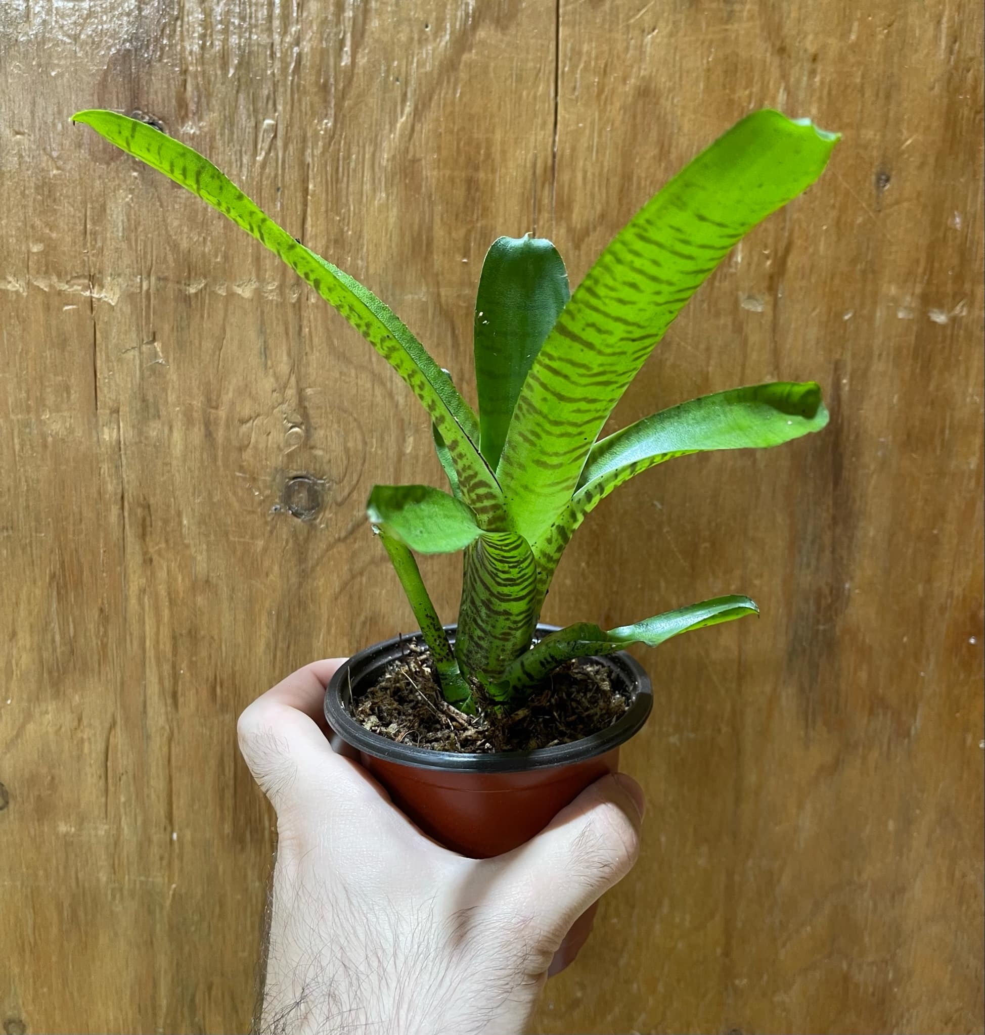 La Swamp Medium Bromelia Neoregelia Bromeliads sp. Plant