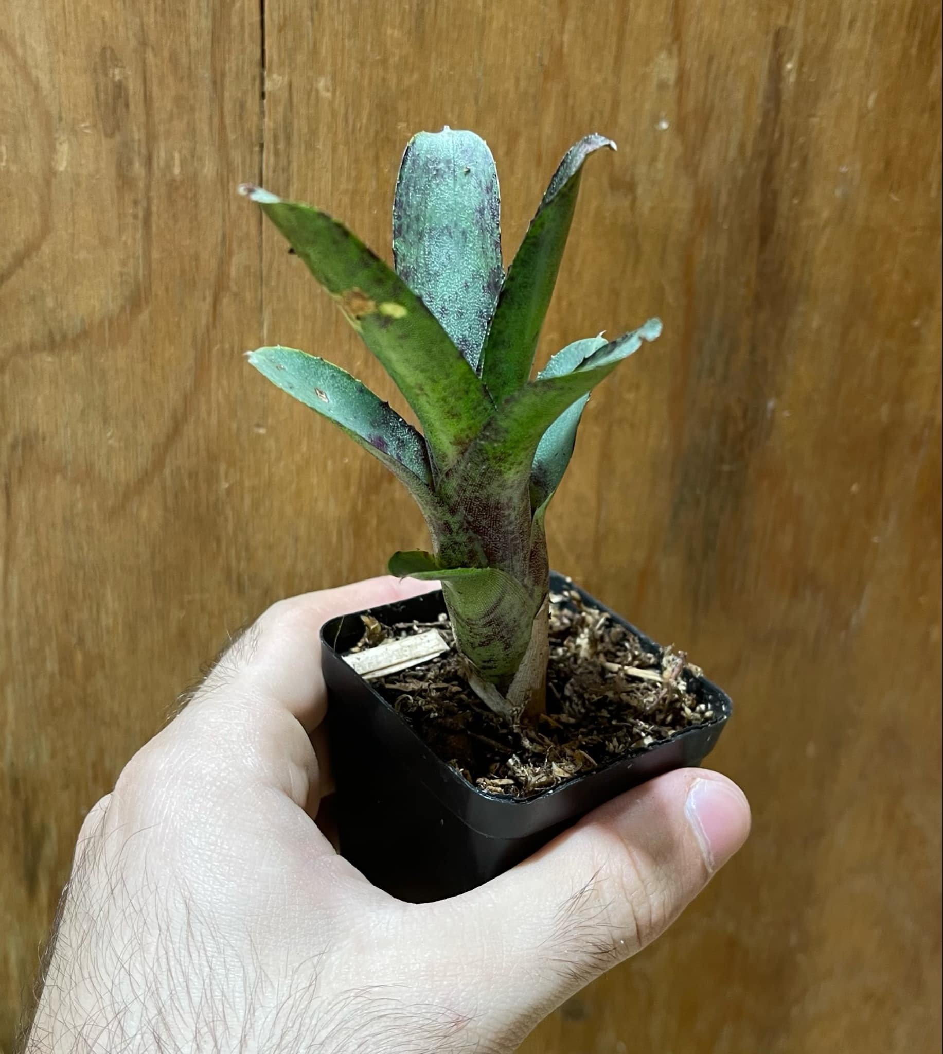 Magazoo Plante Bromelia Neoregelia Bromeliads sp.  Petite