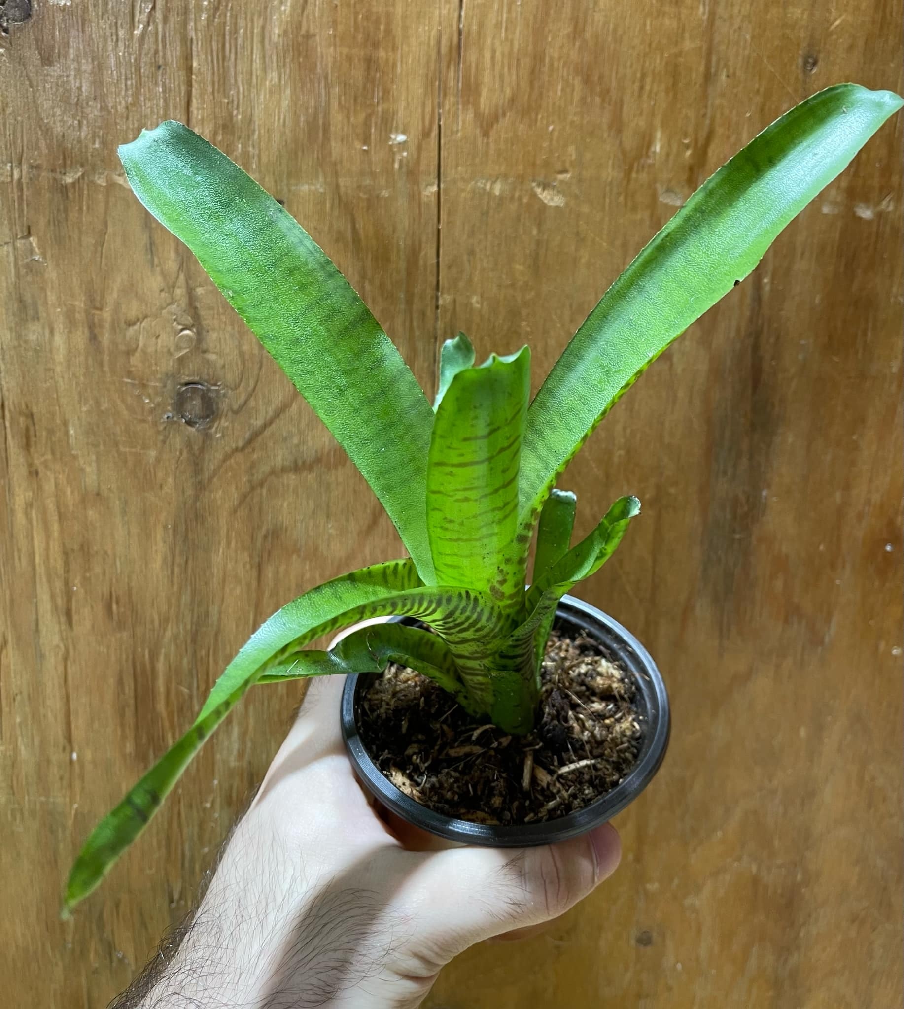La Swamp Plante Bromelia Neoregelia Bromeliads sp. Grosse