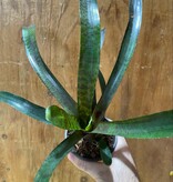 Magazoo Plante Bromelia Neoregelia Bromeliads sp.  Large