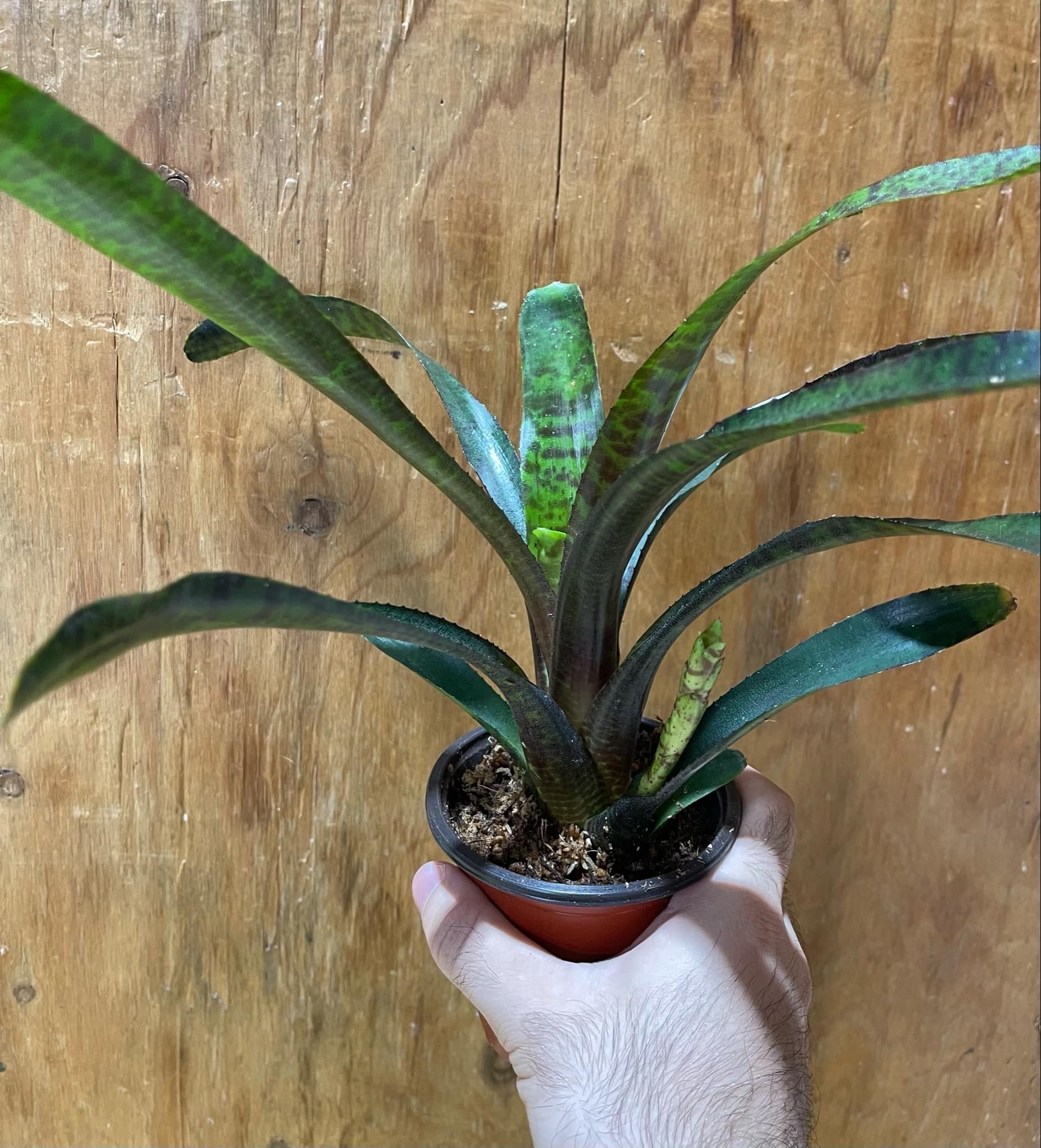 Magazoo Plante Bromelia Neoregelia Bromeliads sp.  Large