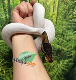 Magazoo Black Pastel Pied 66% albino Male Ball python