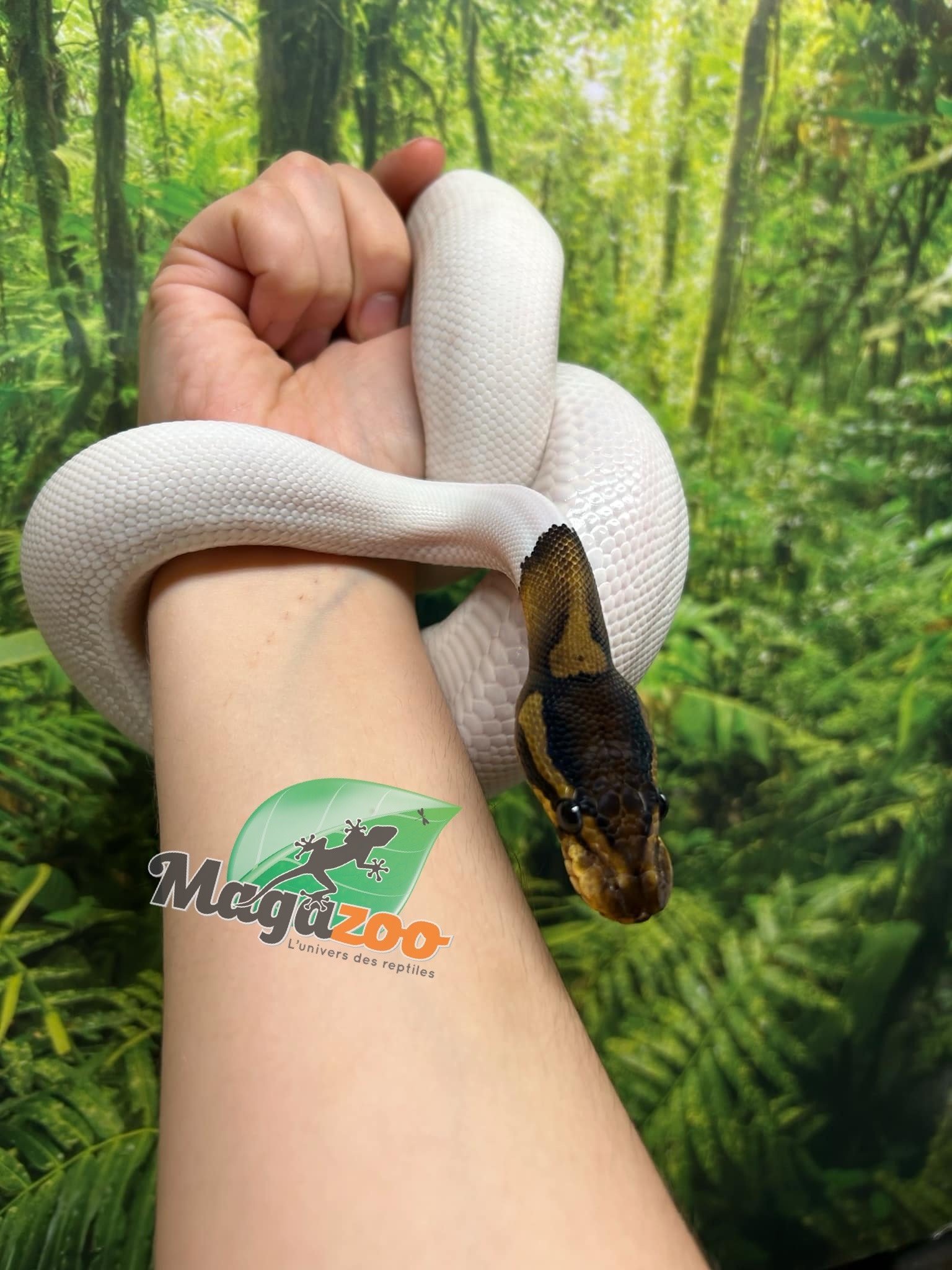 Magazoo Black Pastel Pied 66% albino Male Ball python