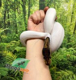 Magazoo Black Pastel Pied 66% albino Male Ball python