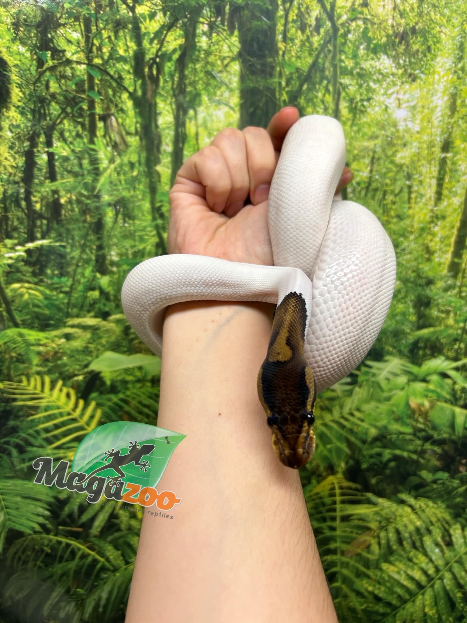 Magazoo Black Pastel Pied 66% albino Male Ball python