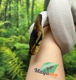 Magazoo Python royal Black Pastel Pied 66% albino Mâle