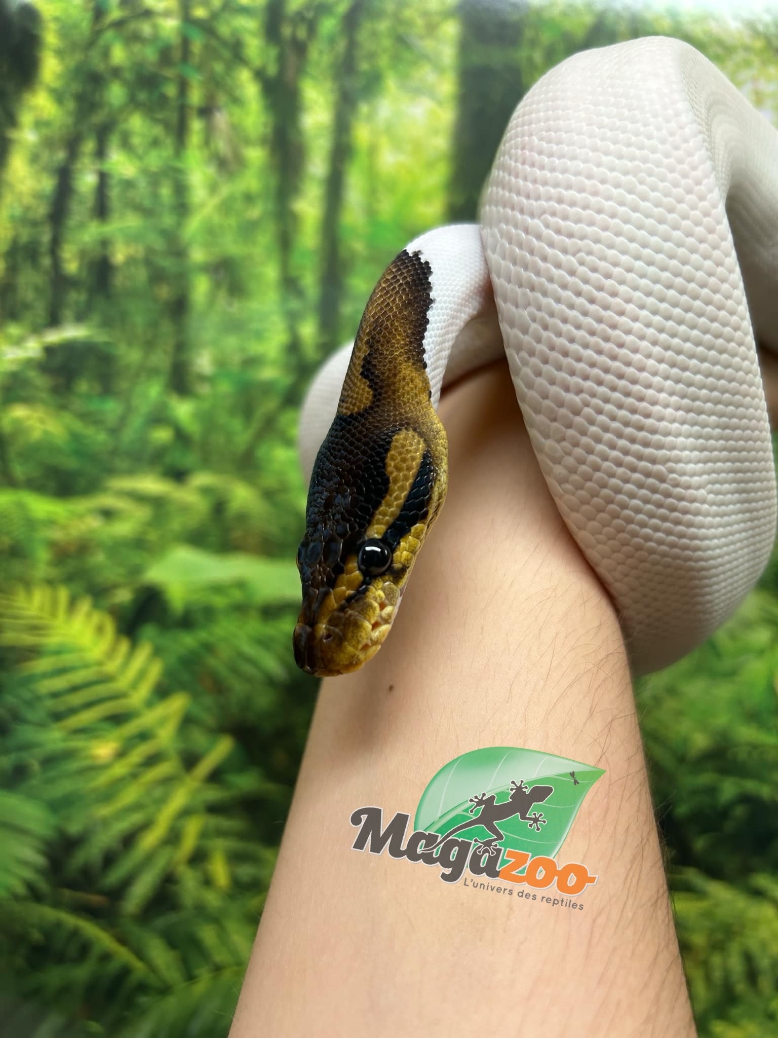 Magazoo Black Pastel Pied 66% albino Male Ball python