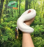 Magazoo Black Pastel Pied 66% albino Male Ball python