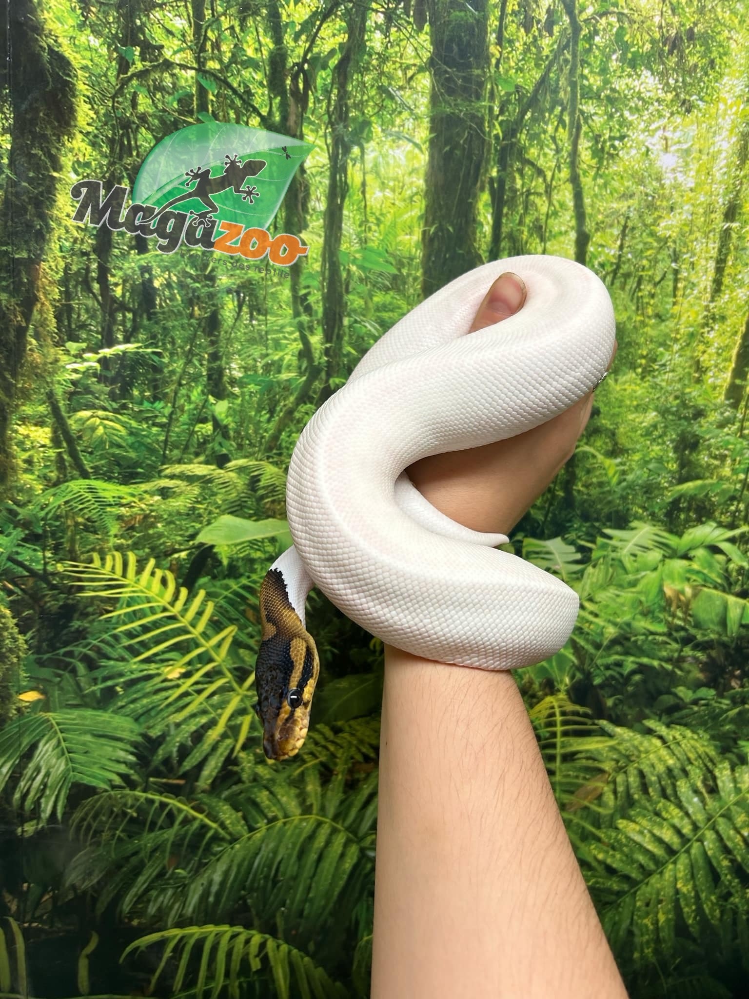 Magazoo Black Pastel Pied 66% albino Male Ball python