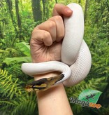 Magazoo Black Pastel Pied 66% albino Male Ball python