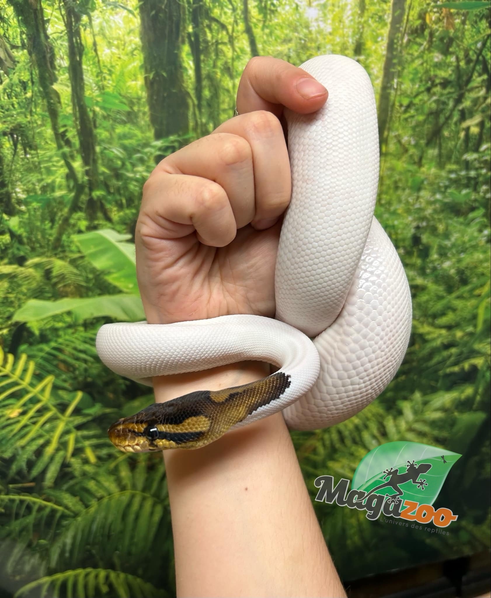 Magazoo Python royal Black Pastel Pied 66% albino Mâle