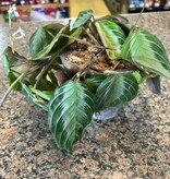 Magazoo Maranta 'Silver band' Plant 8"