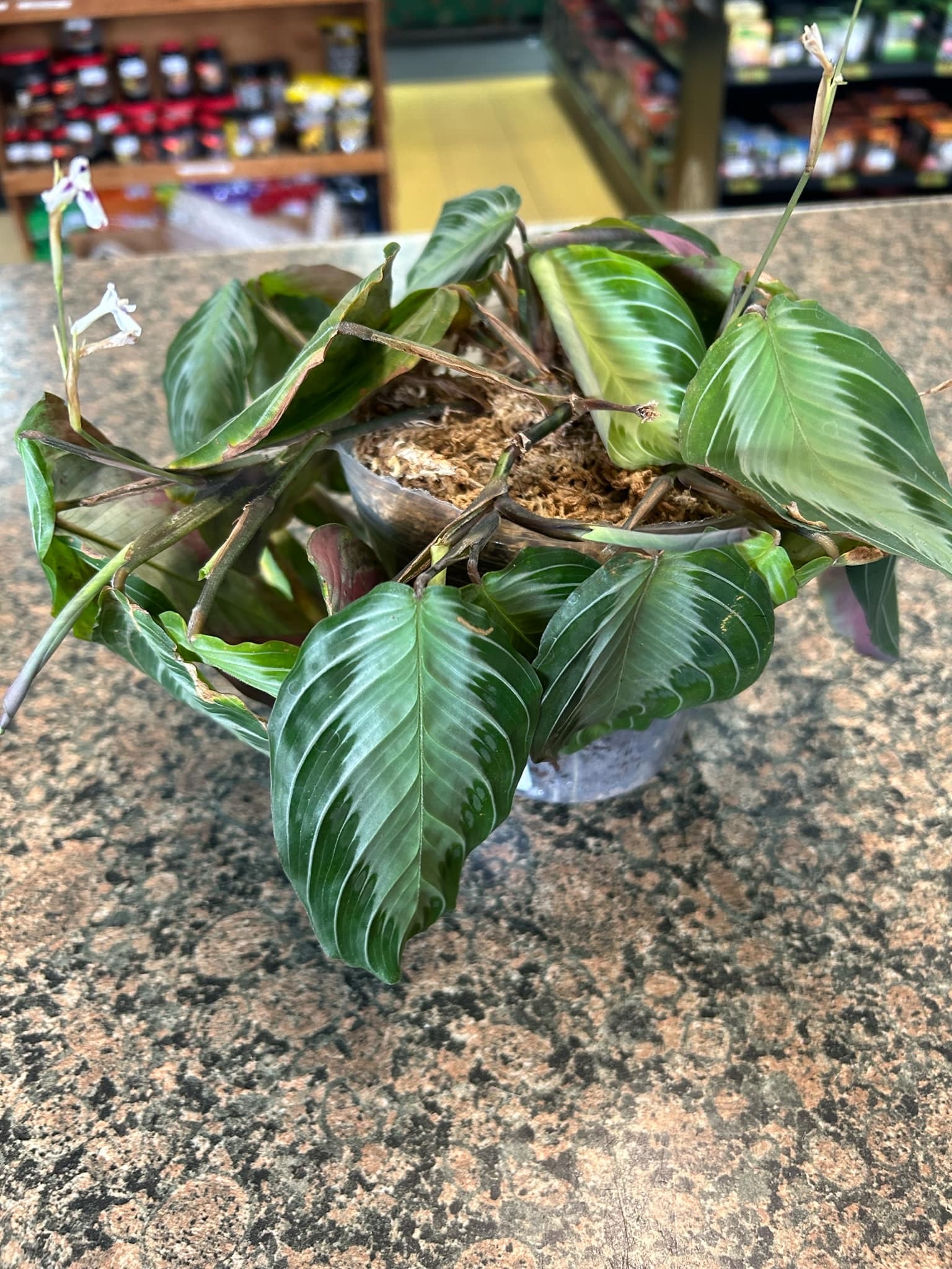 Magazoo Maranta 'Silver band' Plant 8"