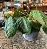 Magazoo Maranta 'Silver band' Plant 8"