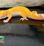 Magazoo Gecko léopard Sunglow 10/5/24 femelle