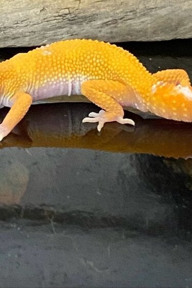 Magazoo Sunglow Female Leopard gecko 05/10/24