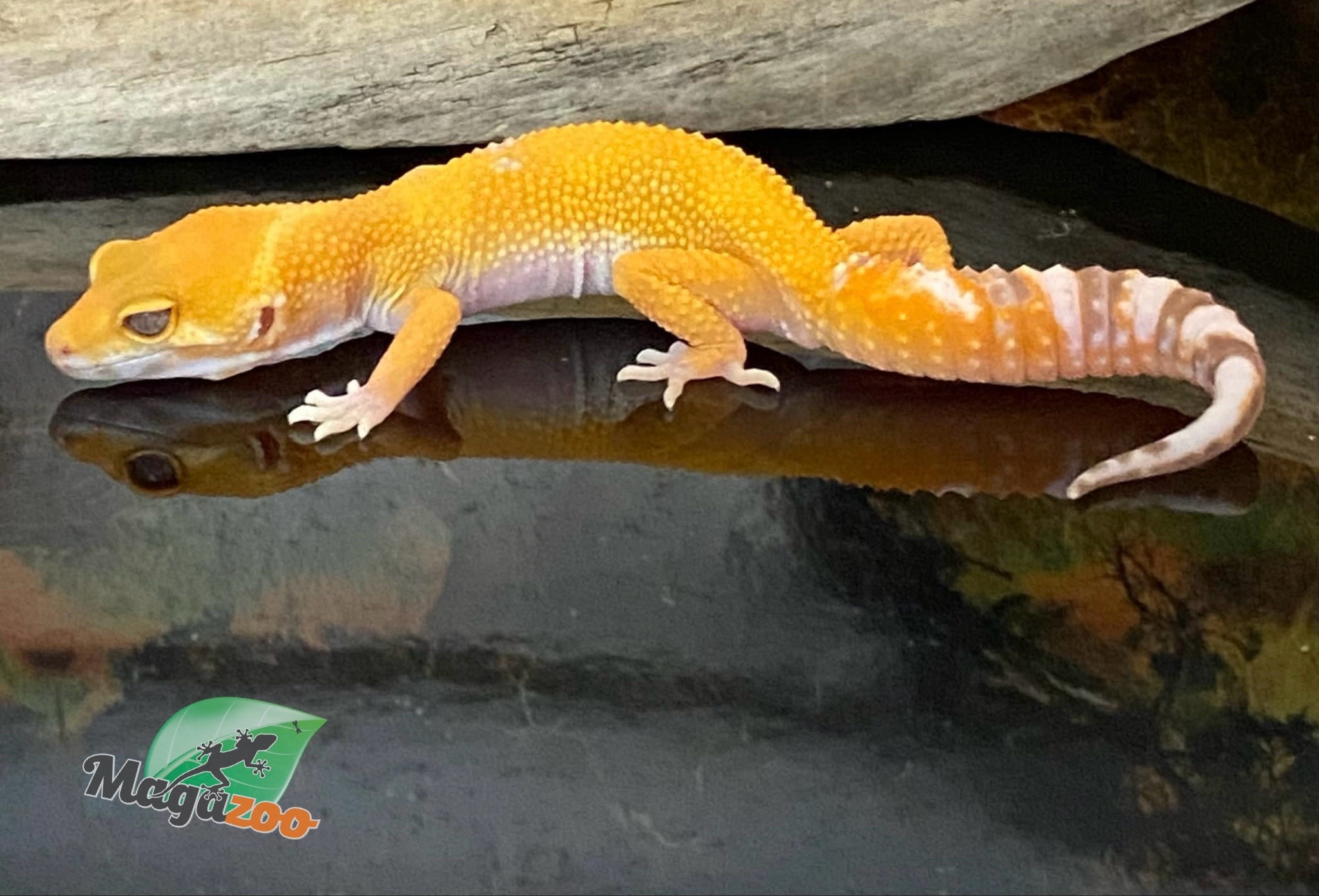 Magazoo Gecko léopard Sunglow 10/5/24 femelle