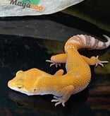 Magazoo Gecko léopard Sunglow 10/5/24 femelle