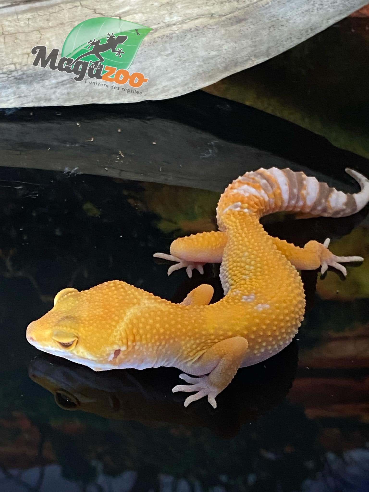 Magazoo Sunglow Female Leopard gecko 05/10/24