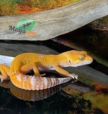 Magazoo Sunglow Female Leopard gecko 05/10/24