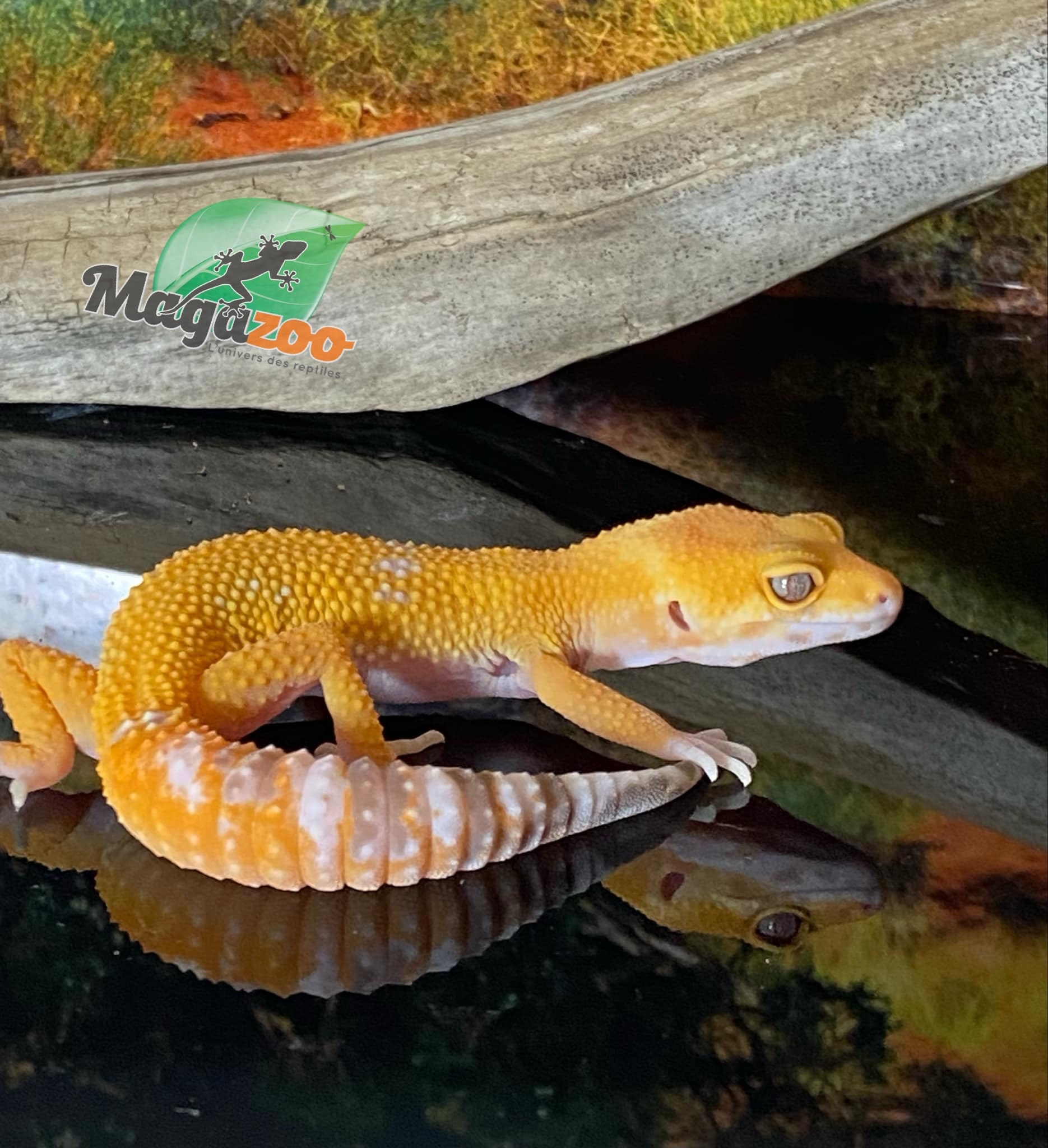 Magazoo Gecko léopard Sunglow 10/5/24 femelle