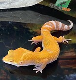 Magazoo Sunglow Female Leopard gecko 05/10/24