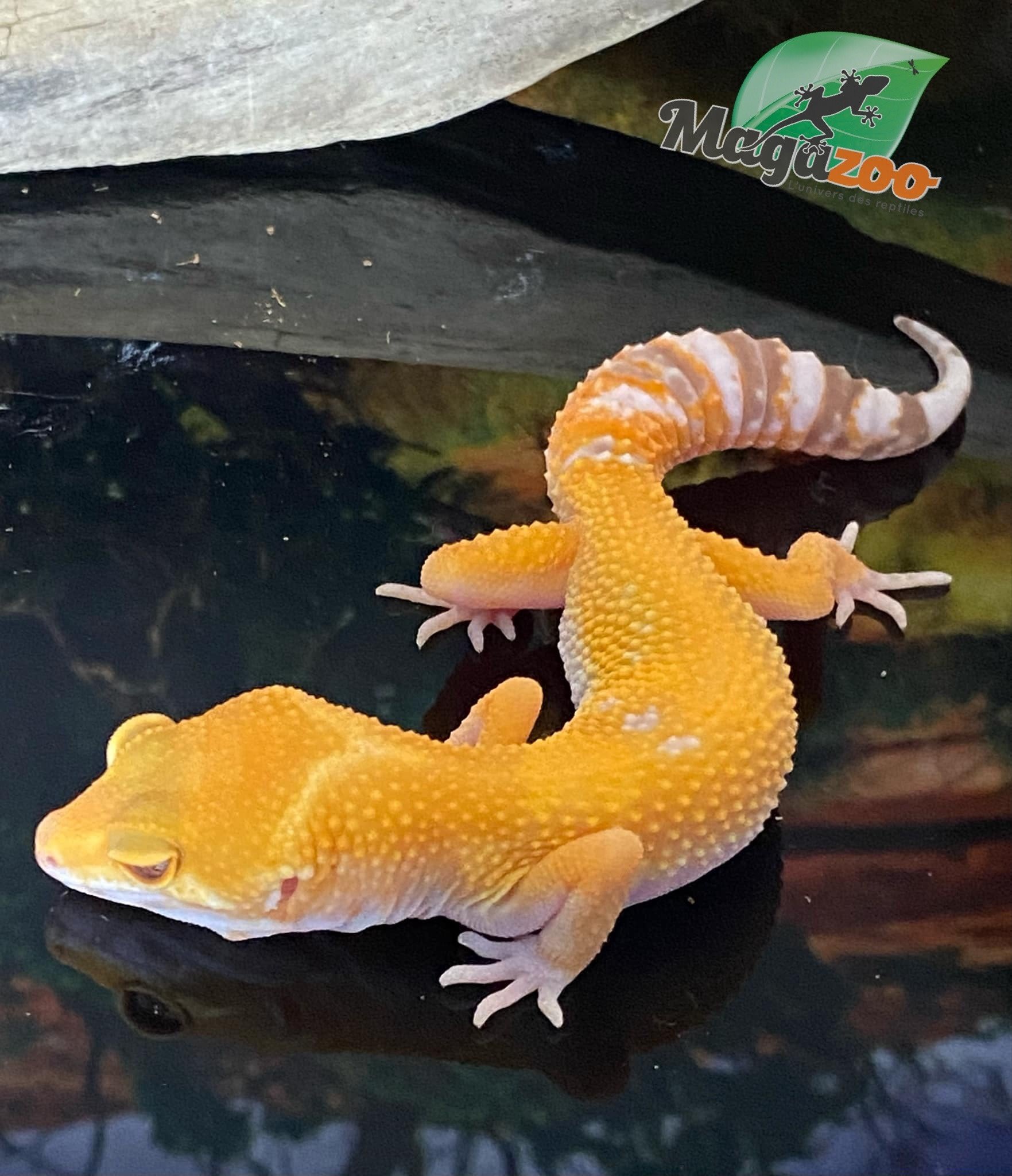 Magazoo Sunglow Female Leopard gecko 05/10/24