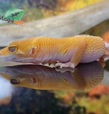 Magazoo Sunglow Female Leopard gecko 05/10/24