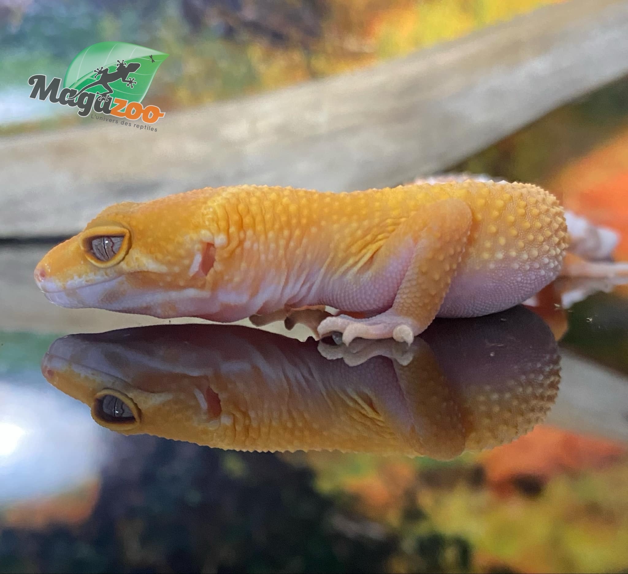 Magazoo Gecko léopard Sunglow 10/5/24 femelle