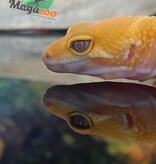 Magazoo Gecko léopard Sunglow 10/5/24 femelle