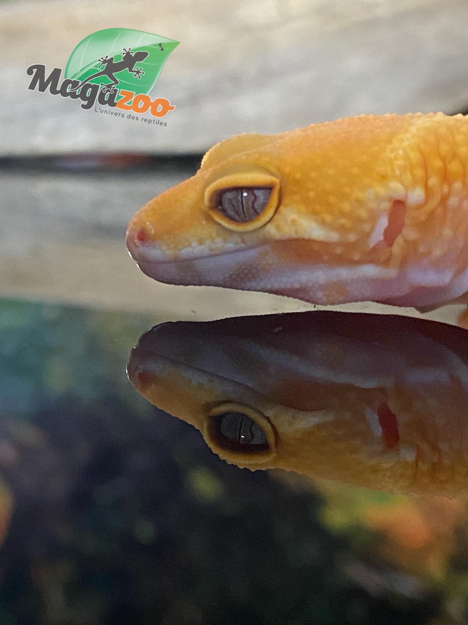 Magazoo Gecko léopard Sunglow 10/5/24 femelle