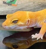 Magazoo Gecko léopard Sunglow 10/5/24 femelle