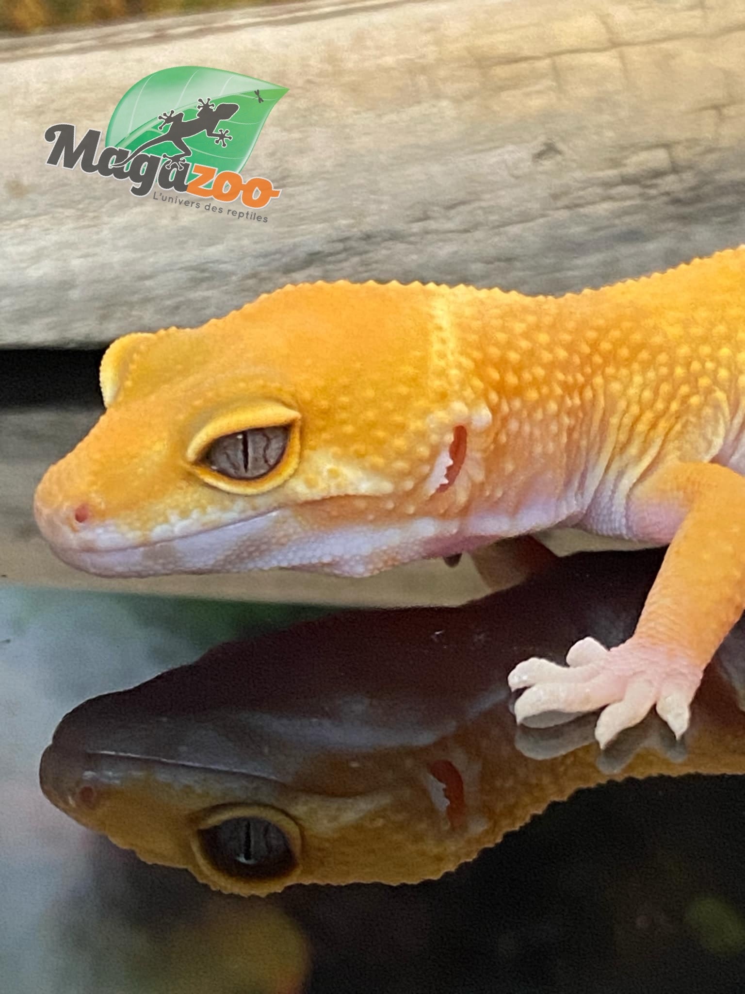 Magazoo Gecko léopard Sunglow 10/5/24 femelle