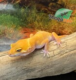 Magazoo Gecko léopard Sunglow 10/5/24 femelle