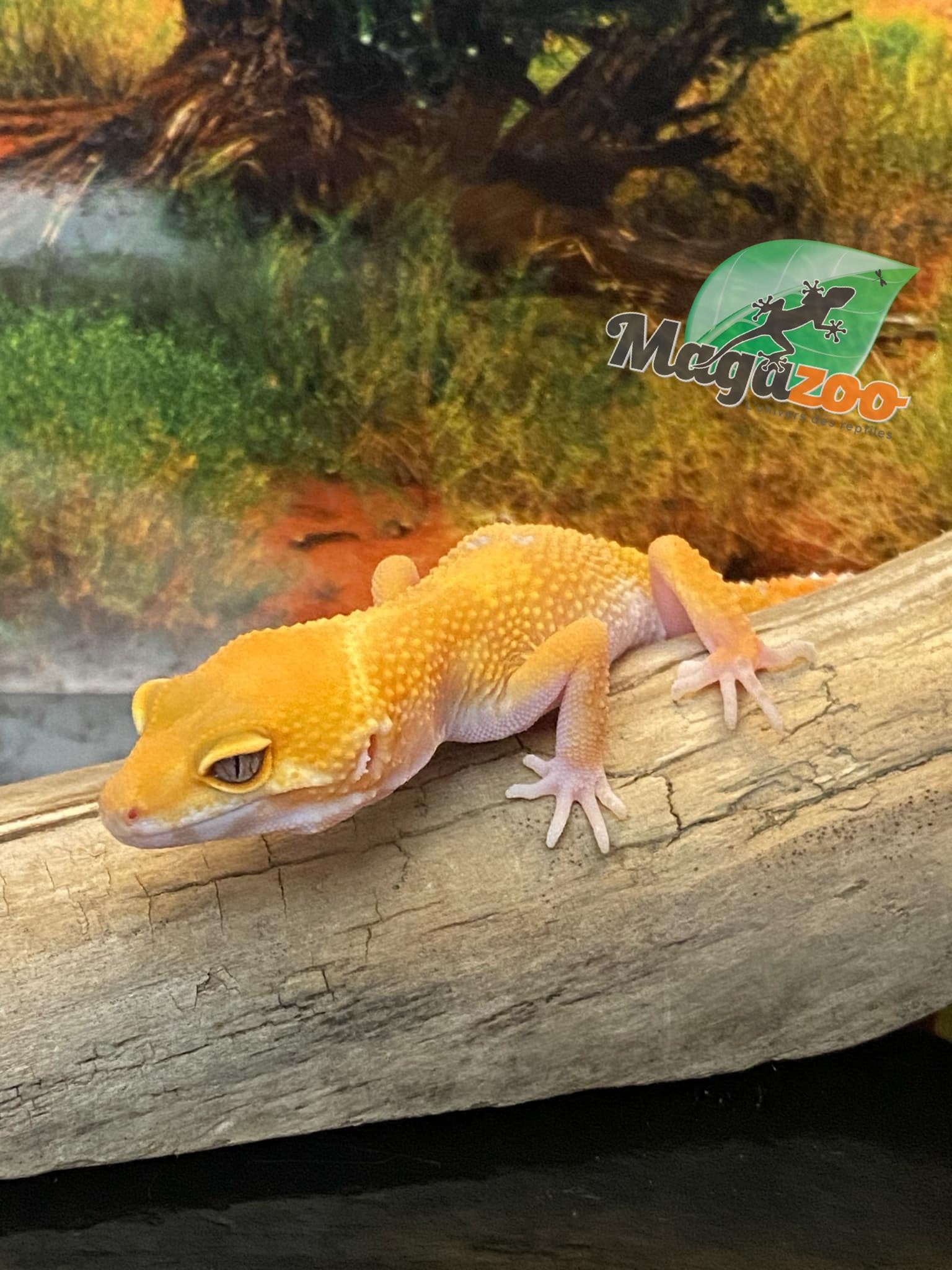 Magazoo Gecko léopard Sunglow 10/5/24 femelle