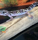 Magazoo Gecko léopard Macksnow bold jungle 16/6/24 femelle